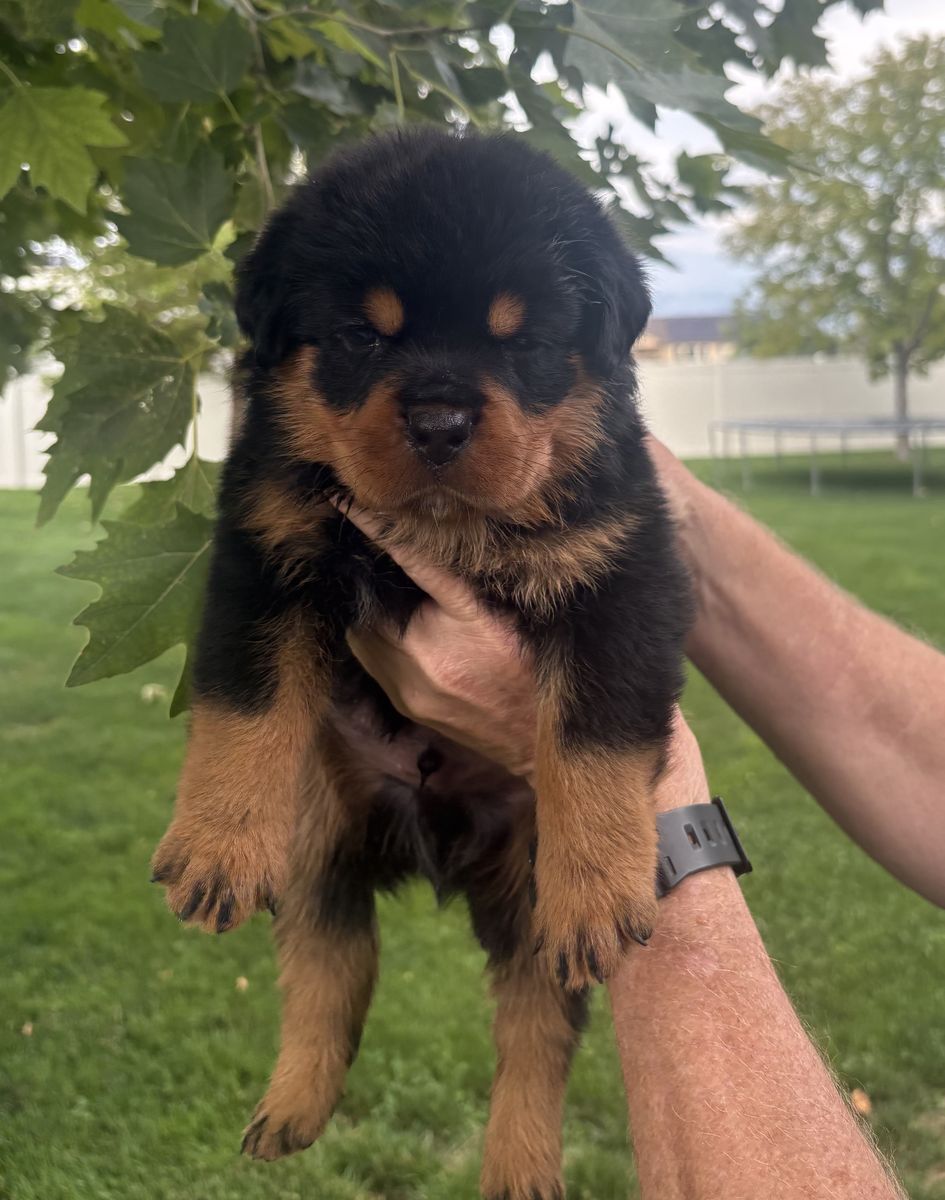 Premium German AKC Rottweiler Puppies