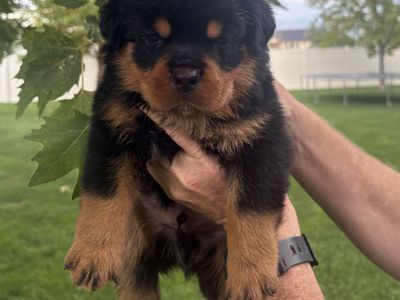 Premium German AKC Rottweiler Puppies