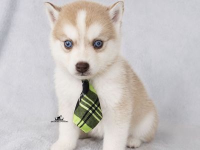 Potty Trained Pomsky Puppy Pomeranian Siberian Husky Mix