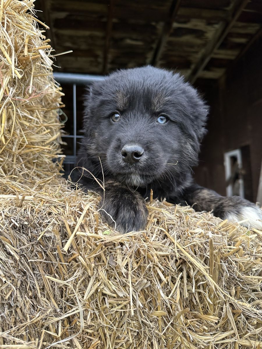 Golden Husky Puppies!