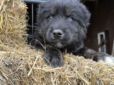 Golden Husky Puppies!