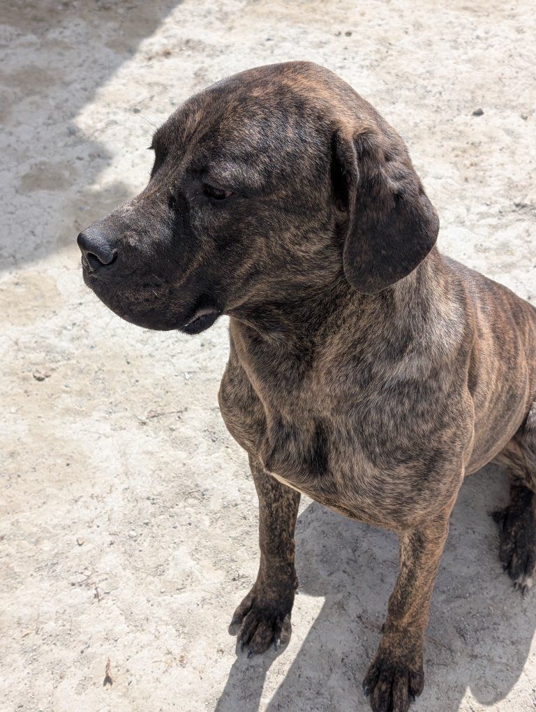 cane corso