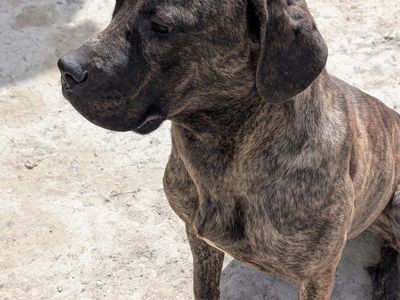 cane corso