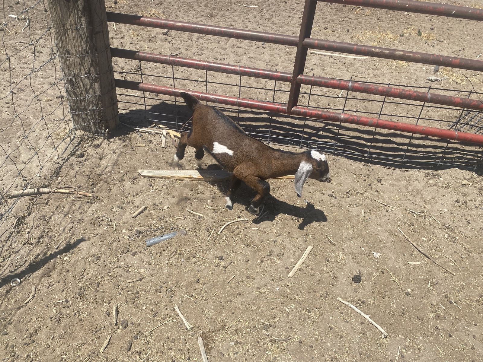 Pure newbia goat