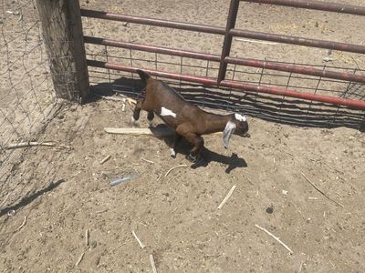 Pure newbia goat