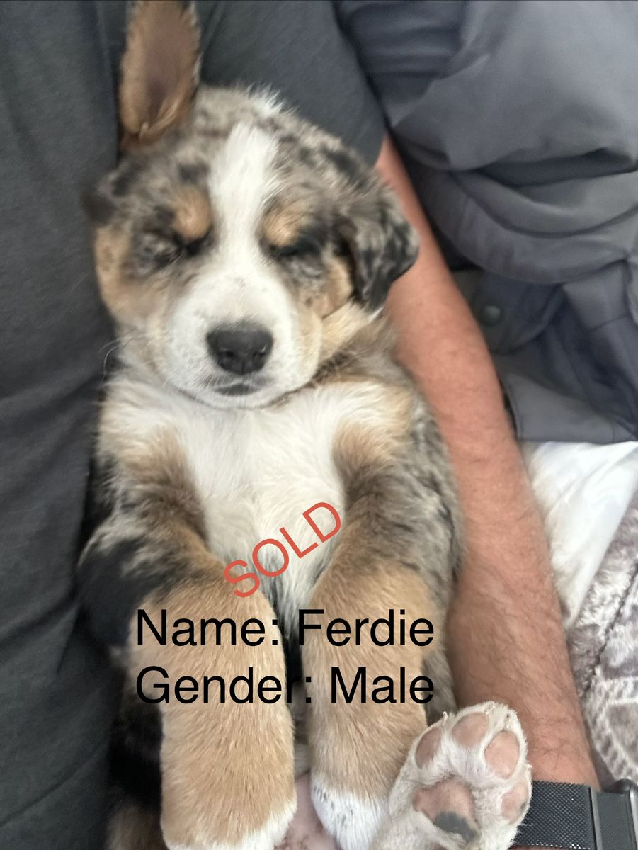 Aussie-Huskies - Only 2 Puppies Left