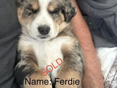 Aussie-Huskies - Only 2 Puppies Left