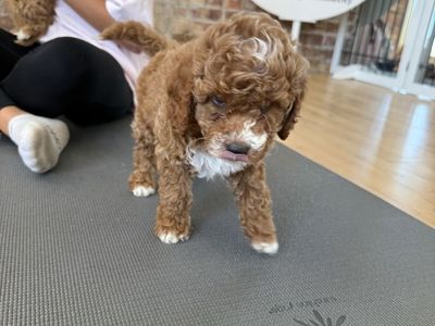 F1bb Goldendoodle