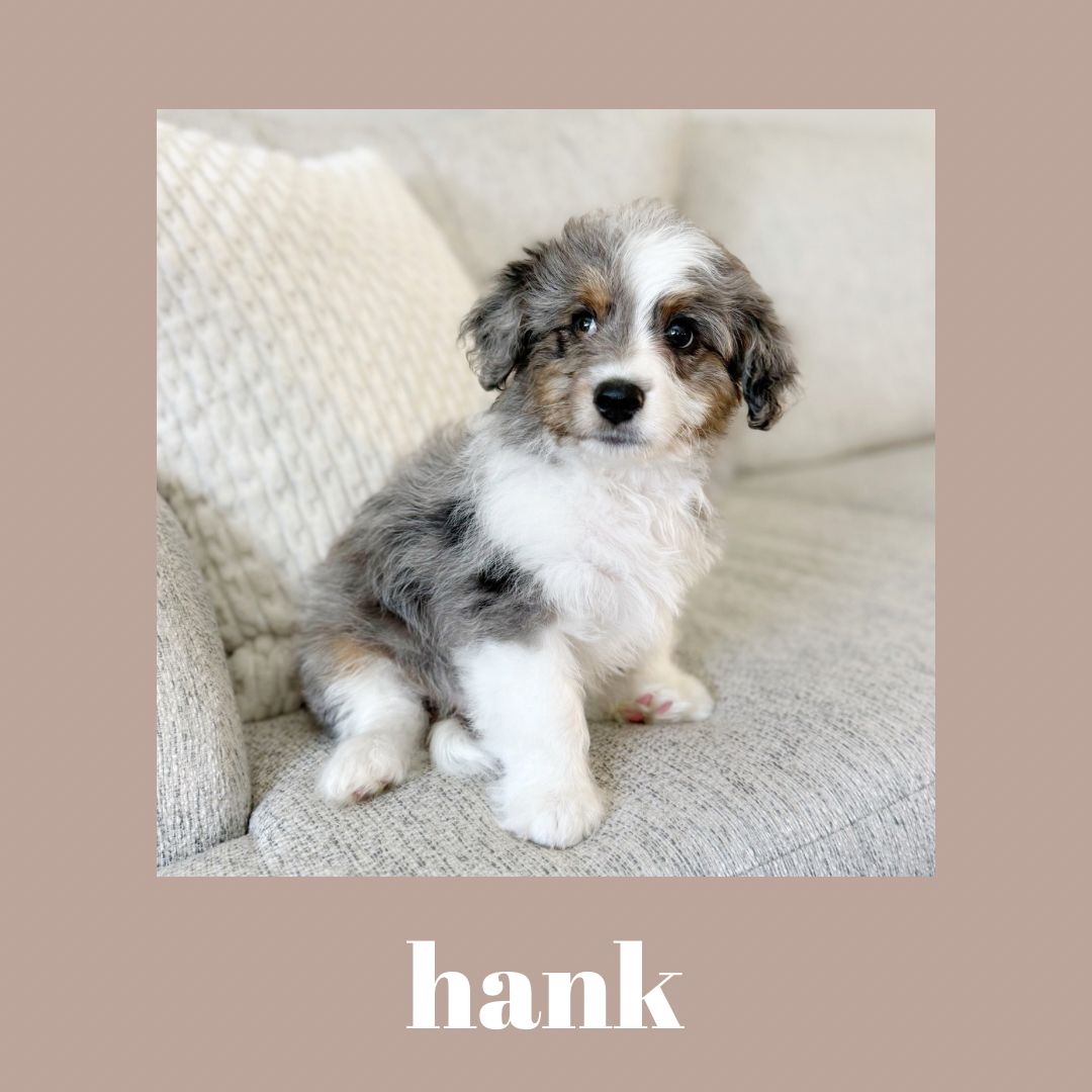 Micro Australian Mountain Doodles READY NOW!