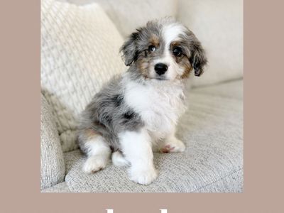 Micro Australian Mountain Doodles READY NOW!