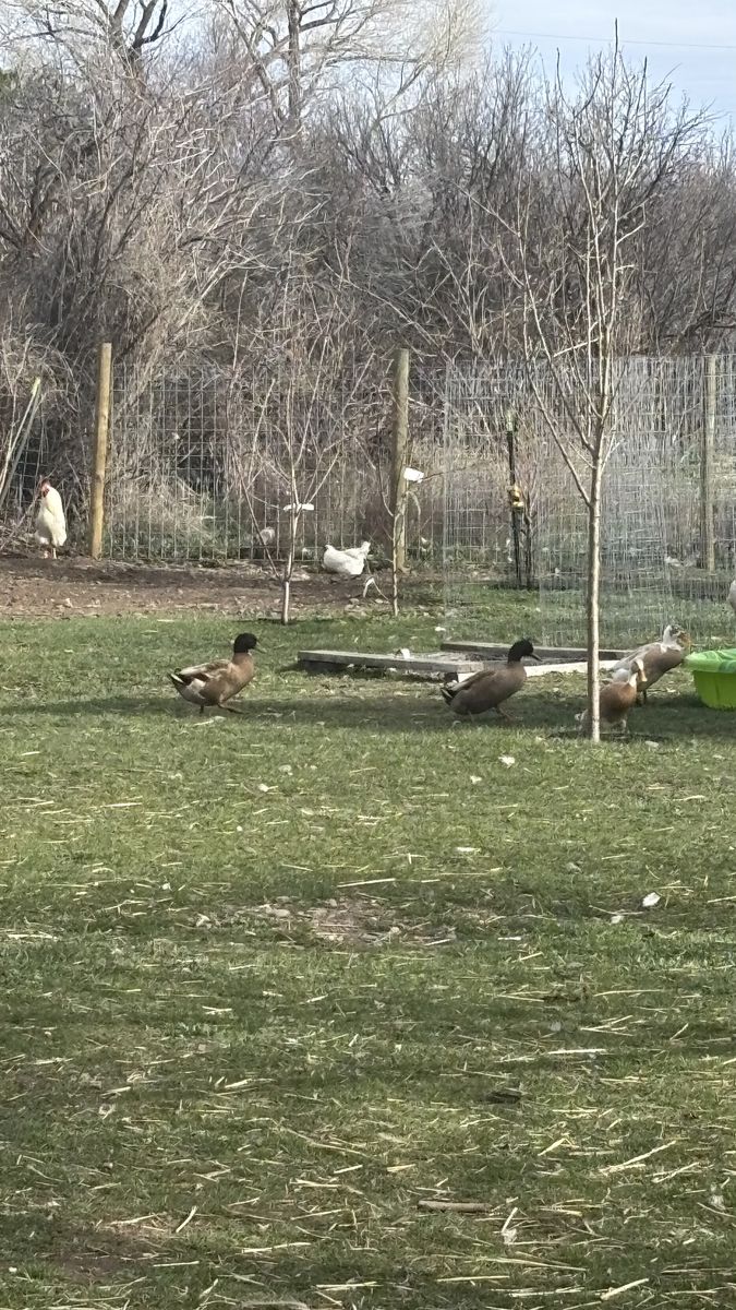 Free Khaki Campbell Drakes