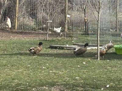 Free Khaki Campbell Drakes