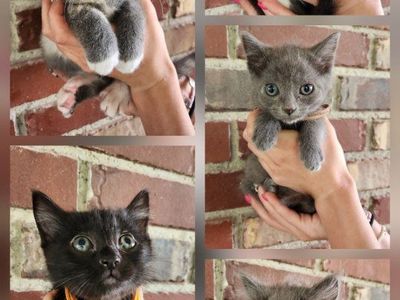 Sweet Foster Kittens Looking for Their Forever Homes!