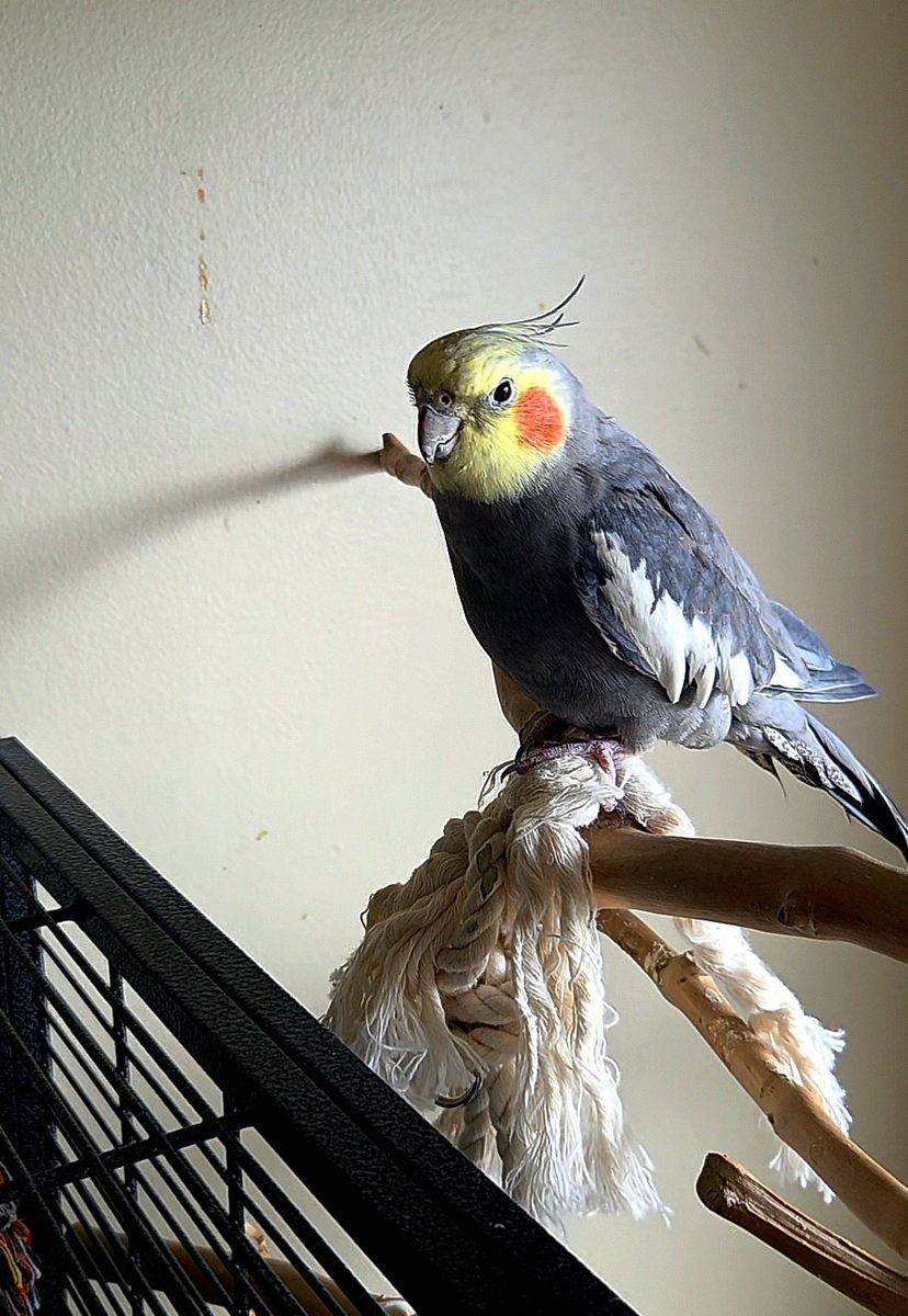 Handfed yr old cockatiel