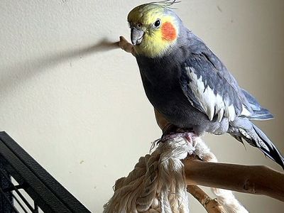Handfed yr old cockatiel