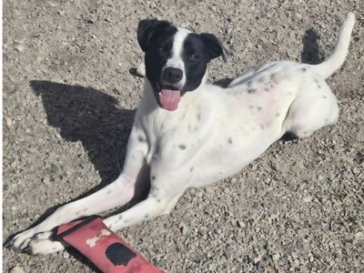 Siona, border collie, cattle dog mix