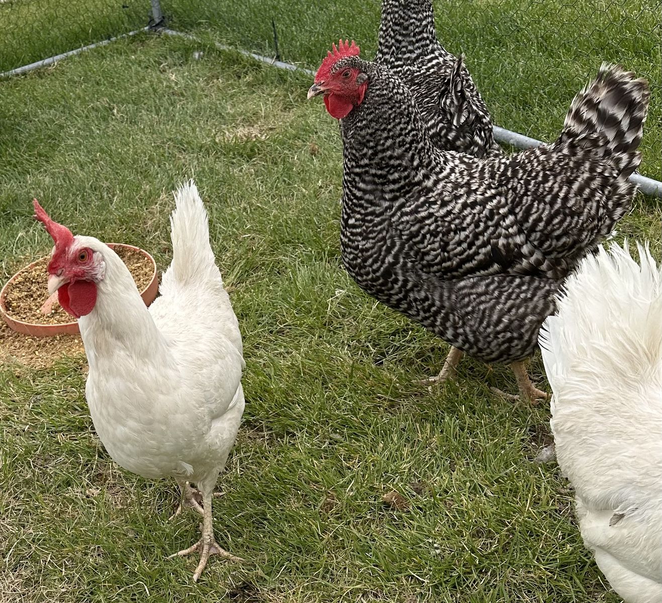 6 Laying Hens, 2 Coops & Supplies