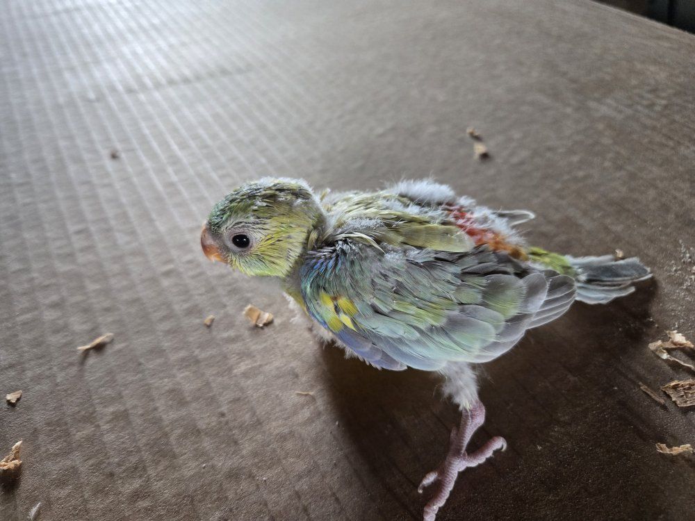 Baby redrump