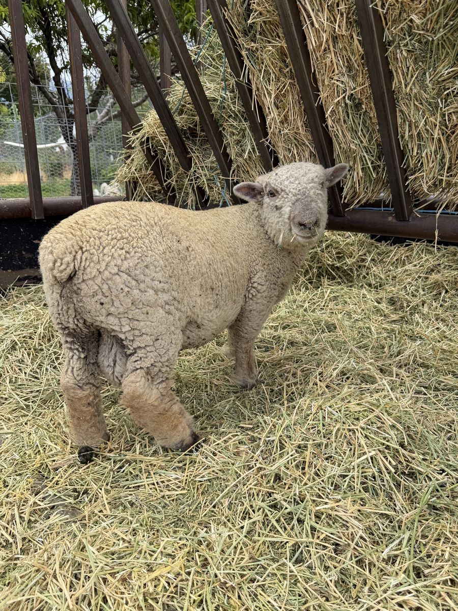 Babydoll Sheep herd
