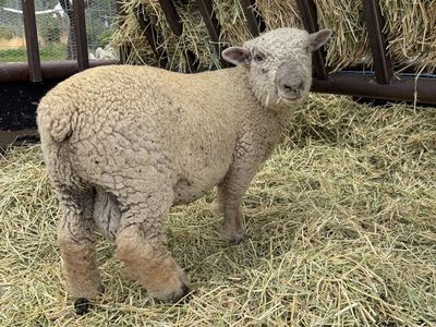 Babydoll Sheep herd