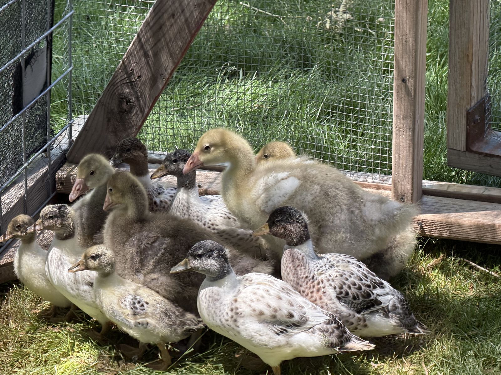 Goslings