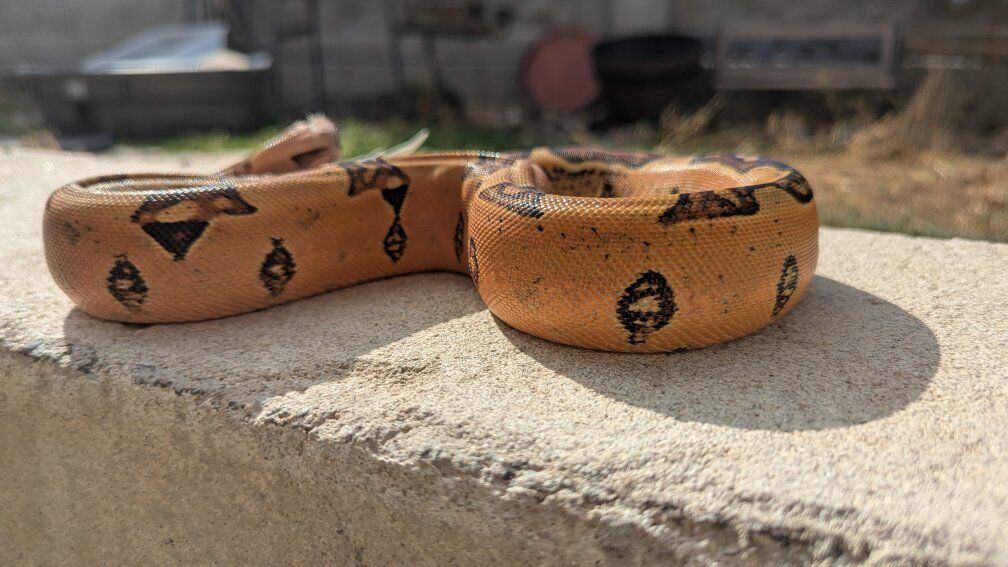 pinkbelly pastel, whitewall jungle het Vpi T+ male