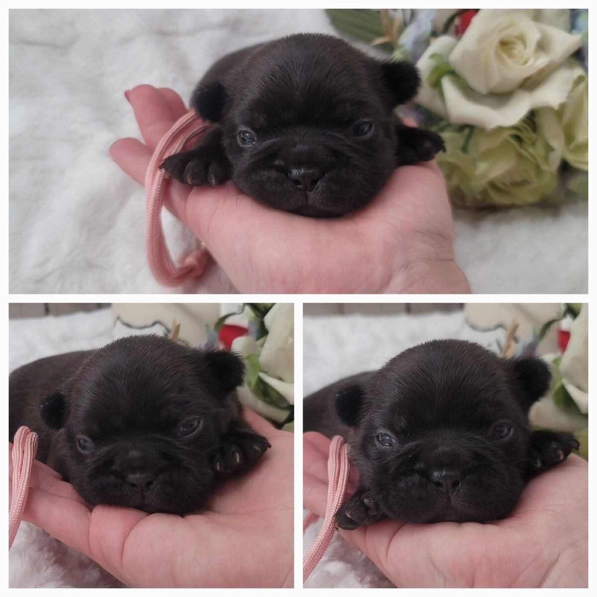 Frenchton / French bulldog / Boston Terrier