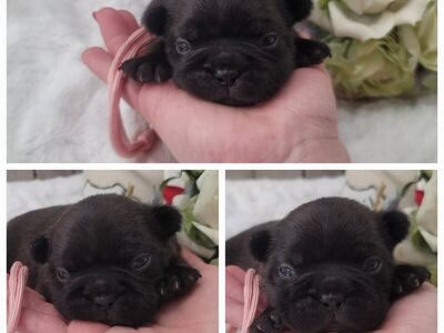 Frenchton / French bulldog / Boston Terrier