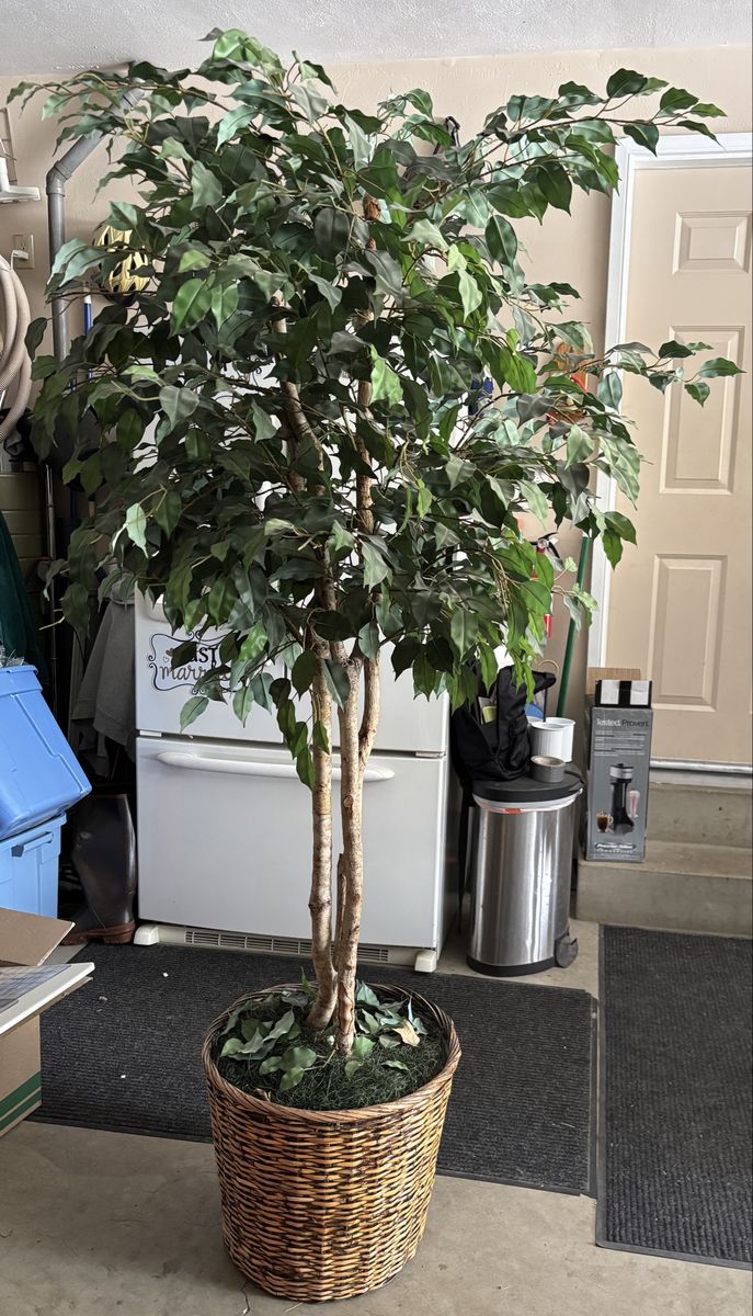 Large Artificial Ficus Tree in Woven Basket Pot