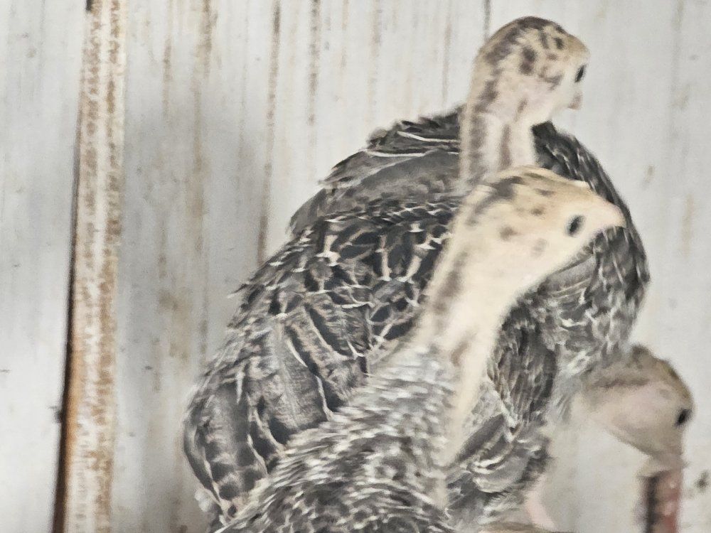 Three month old turkeys