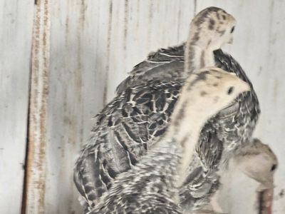Three month old turkeys