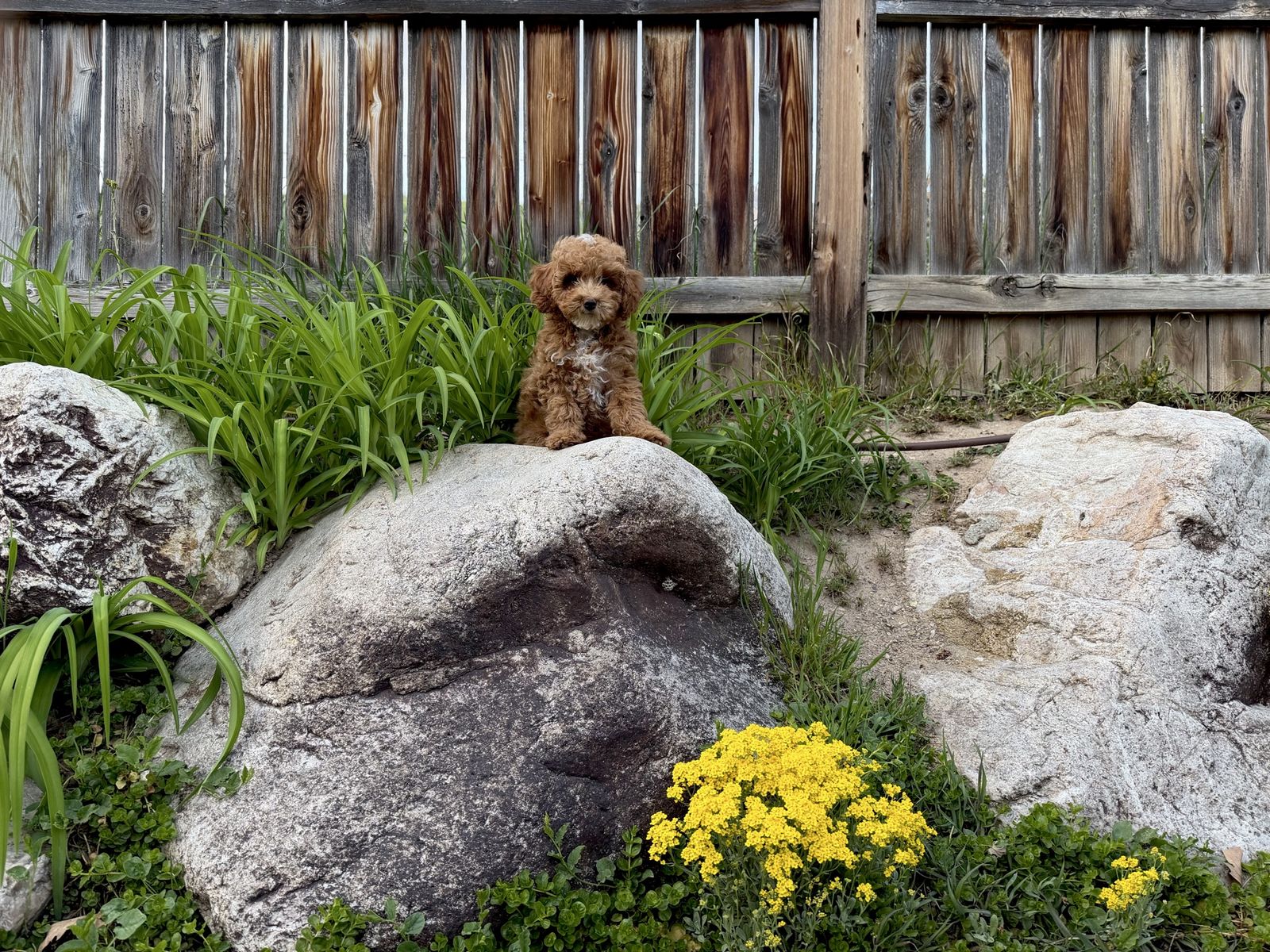 Ready Male Goldendoodle ENS&Puppy Culture Training