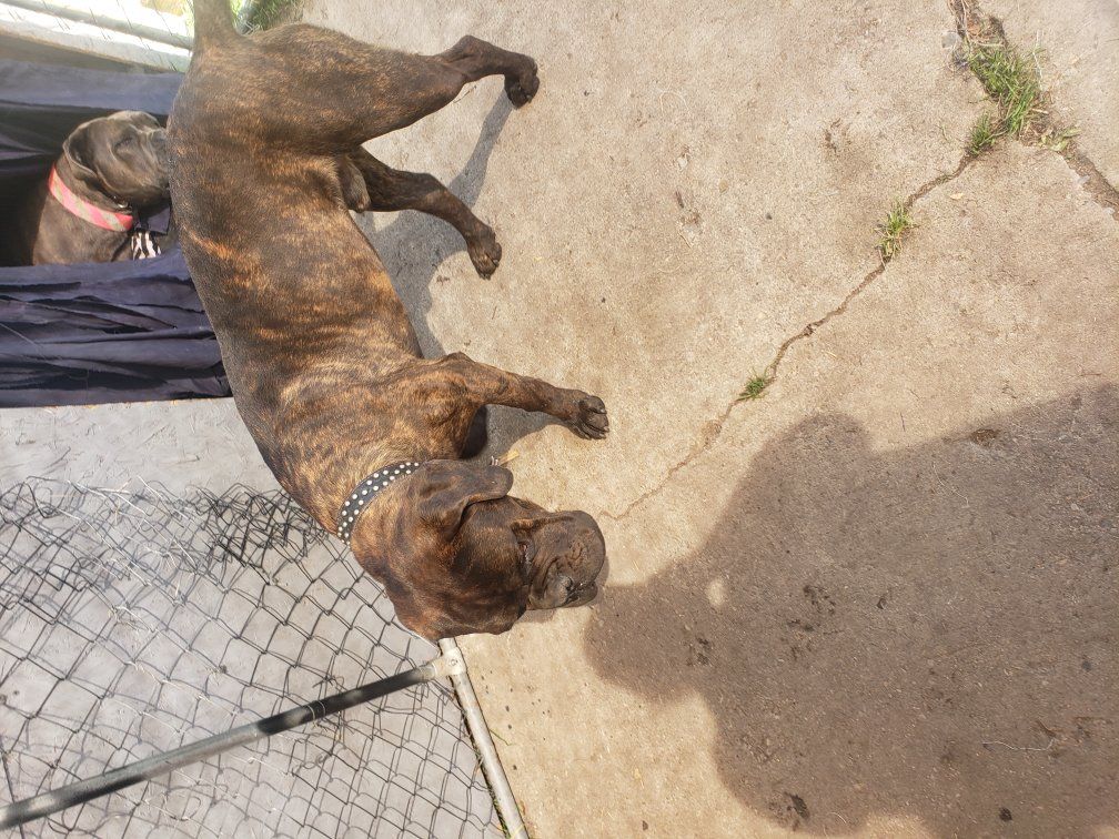 Cane Corso