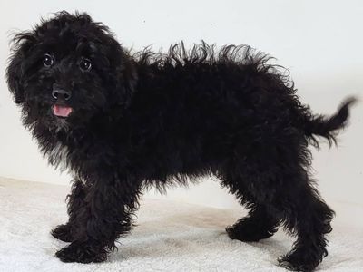 Mini Goldendoodle Boy Ginger – $1500