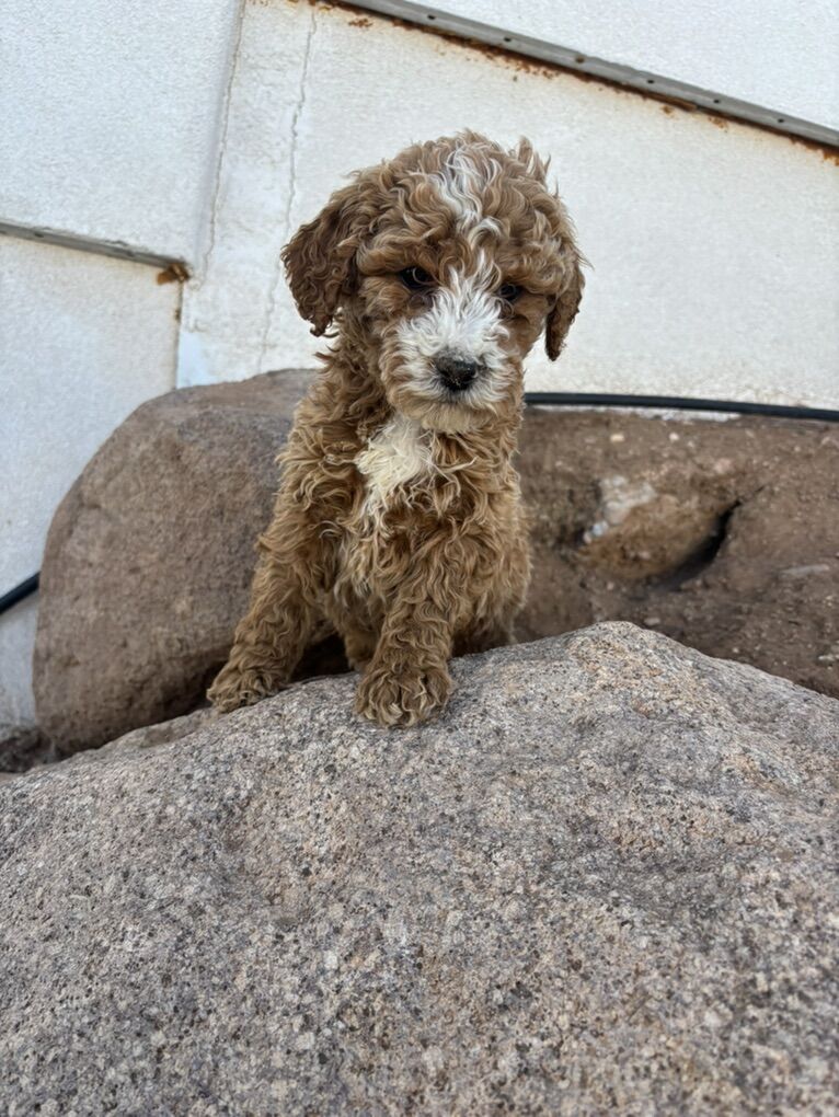 AKC Moyen/Mini Poodles