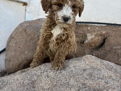 AKC Moyen/Mini Poodles