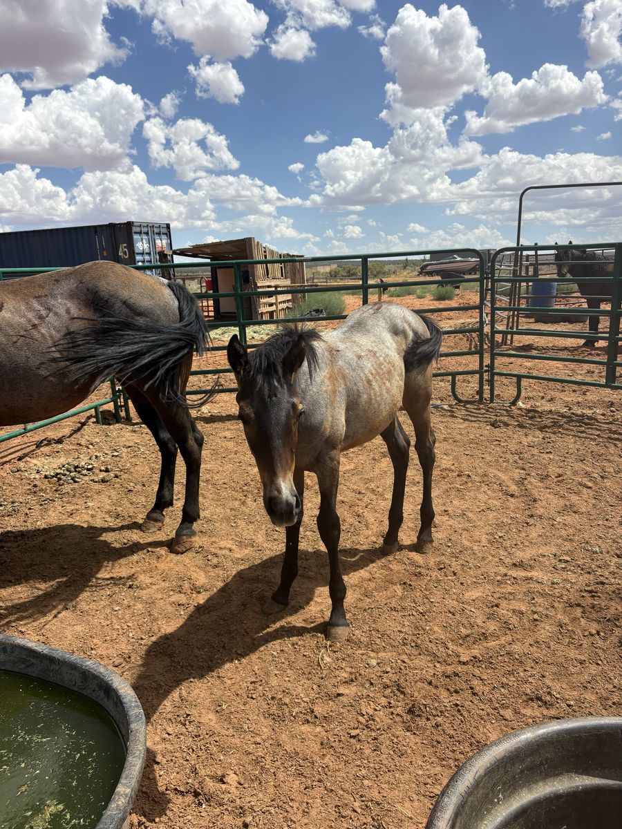 Horses