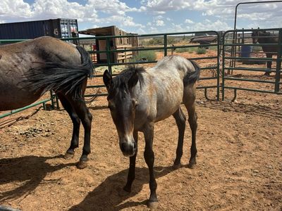 Horses