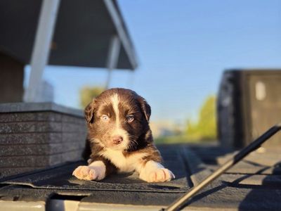 Red Border Collie Puppies! Two Males Left!