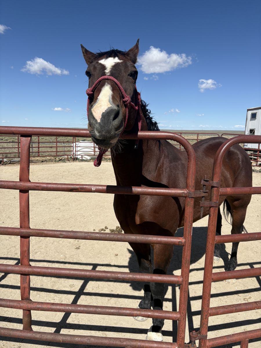 Registered Quarter Horse for sale.  $1500 or best offer.