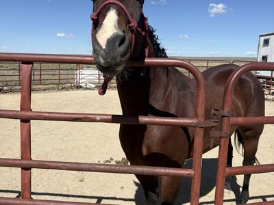 Registered Quarter Horse for sale. $1500 or best offer.