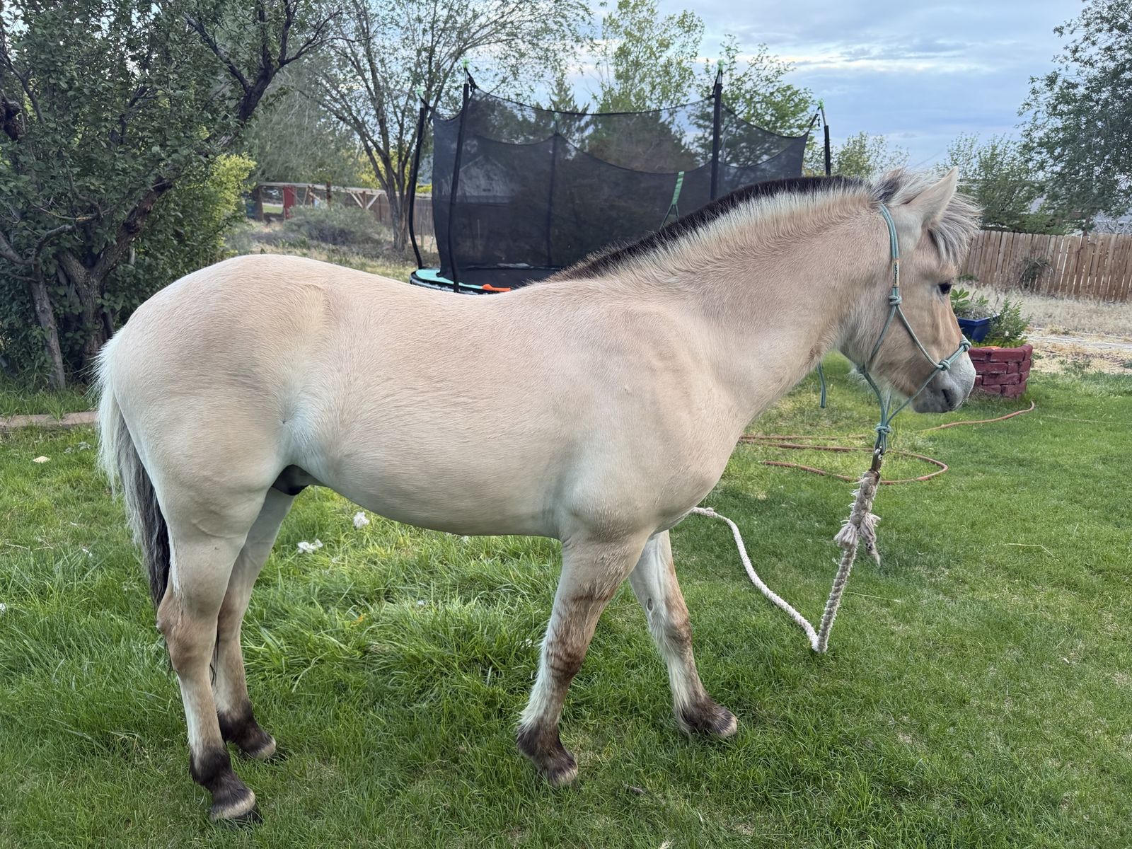 Fjord Gelding - registered