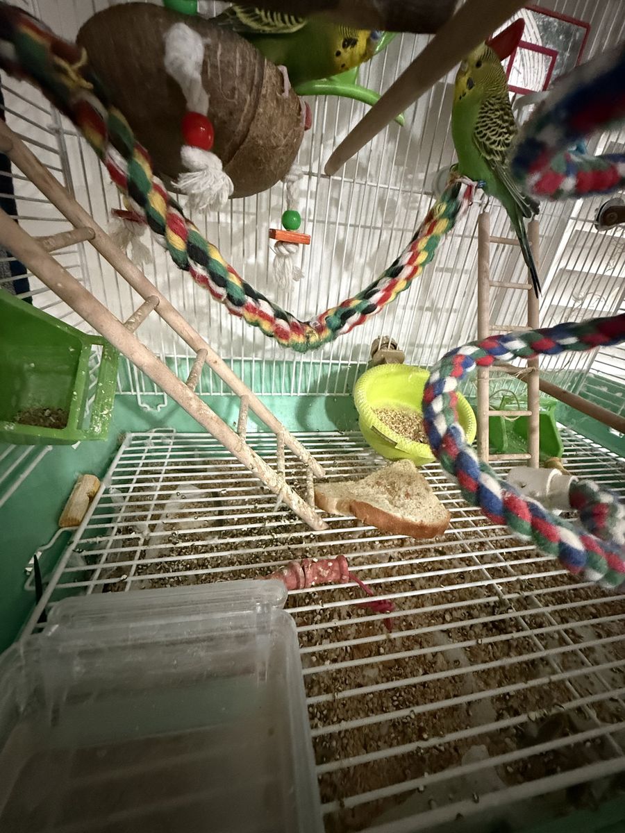 bird