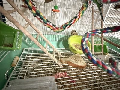 bird