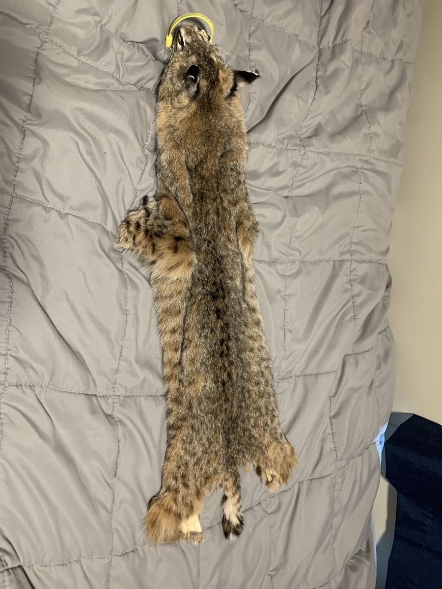 Bobcat