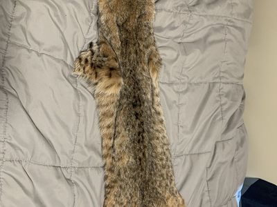 Bobcat