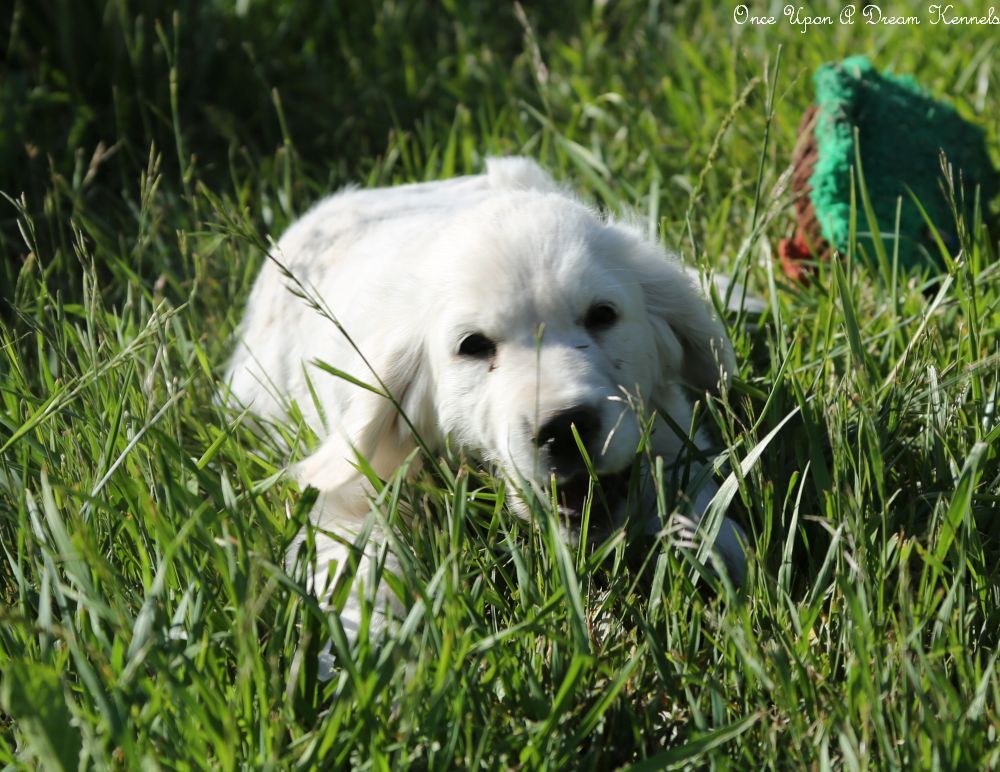 Beautiful Started Coming 4 Month old Golden Retriever Female