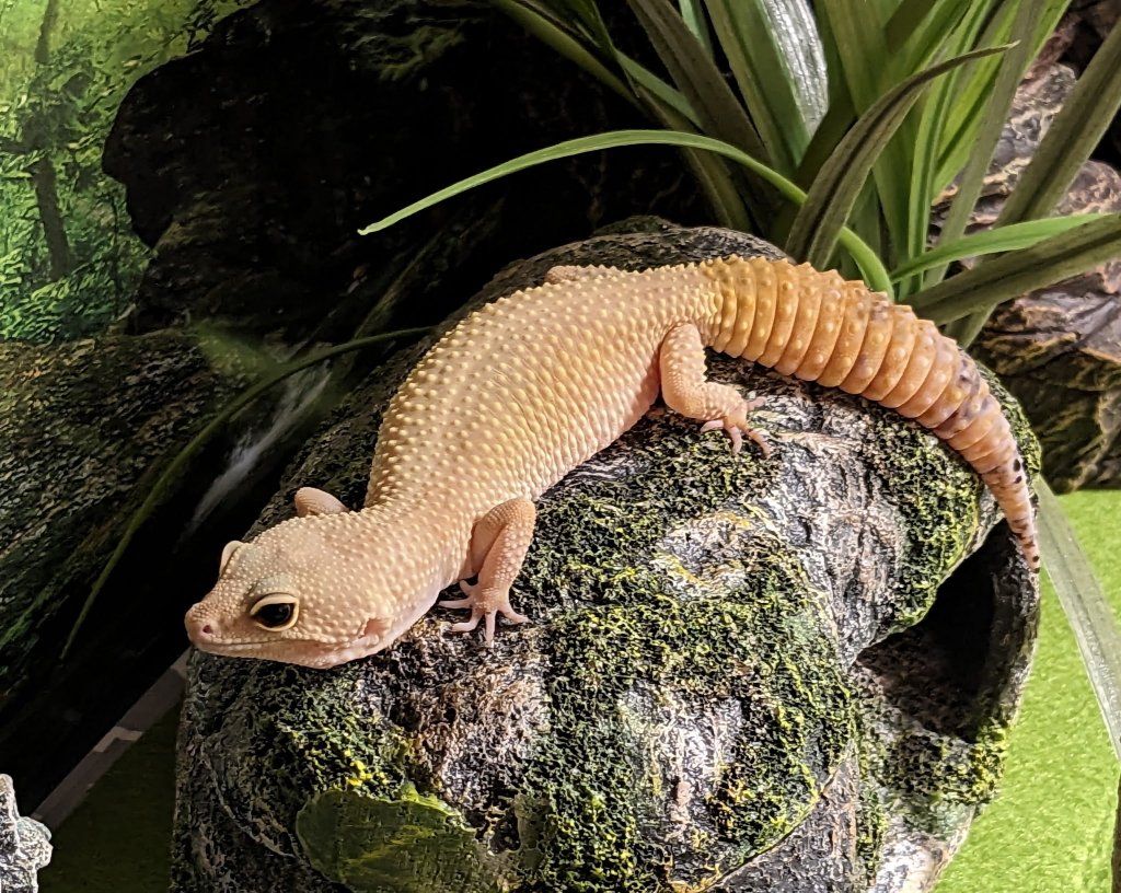 Female leopard gecko and full setup 