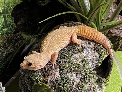 Female leopard gecko and full setup