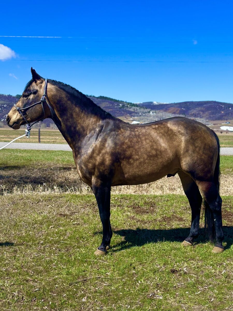 Buckskin Stallion at stud.